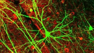 Gehirn und Geist. Physische und psychische Funktionen des Gehirns