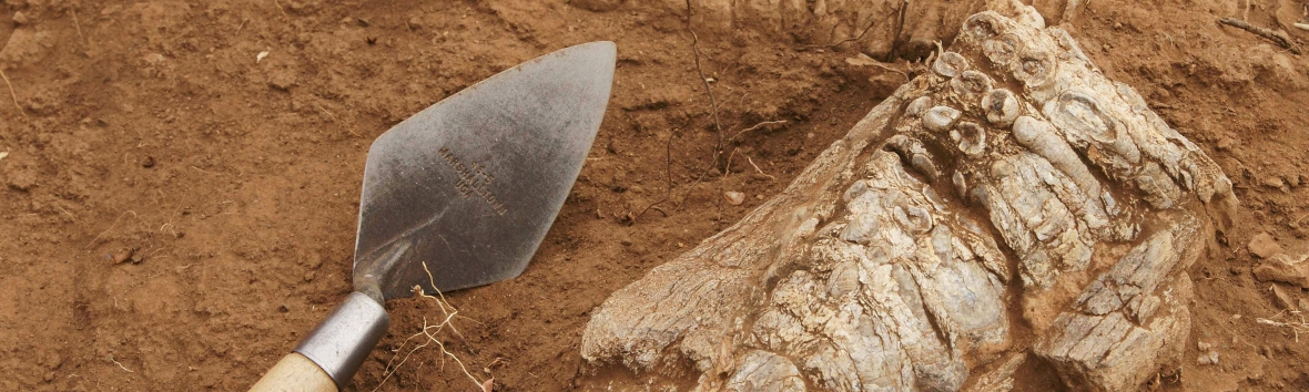 Ein Knochenfund mit Zähnen liegt in braun-rotem Sand. Daneben ein Spachtelwerkzeug, das zu Grabungen verwendet wird.