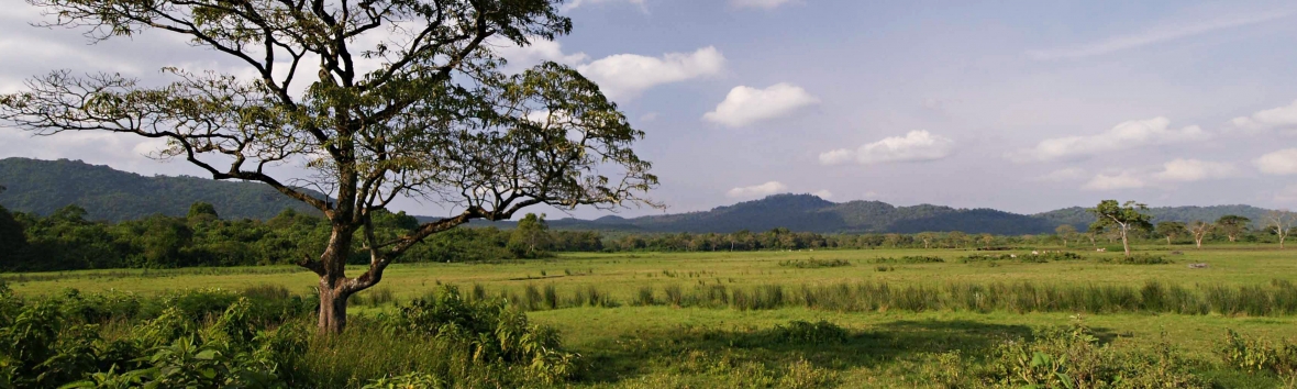 Savanne in Tansania in Panoramaansicht, eine ebene Grassteppe erstreckt sich bis zu einer im Bildhintergrund liegenden Bergkette, links vorne steht ein Baum 