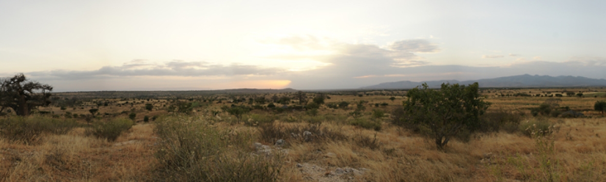 Steppenlandschaft in Tansania bei Sonnenuntergang. Im Vordergrund ist eine Graslandschaft zu sehen, in der vereinzelt Bäume stehen. Im Hintergrund stehen am Himmel leichte Quellwolken, hinter denen die Sonne untergeht.