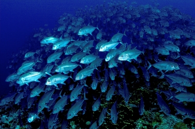 Fischschwarm