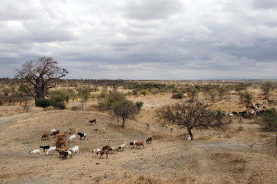 Goats Tanzania