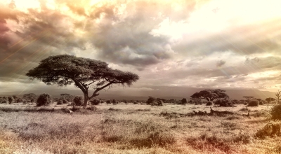 Foto von Afrikanischer Savannen-Landschaft mit Akazienbäumen und bewölktem Himmel.