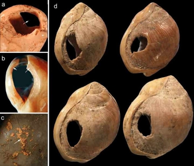 Blomos Cave Nassarius kraussianus marine shell beads (right), with details of use-wear patterns likely related to stinging and wearing processes (left).