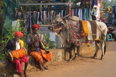 Das Bild zeigt links zwei Männer mit Turbanen, die Musik machen. Rechts daneben steht ein bunt geschmücktes Rind, dessen Hörner bemalt sind.