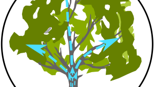 Akademiekonferenz Water and nutrient fluxes