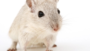 Foto einer hellen Maus