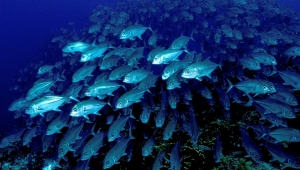 Fischschwarm