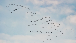 Zug wandernder Vögel gegen einen blauen Himmel